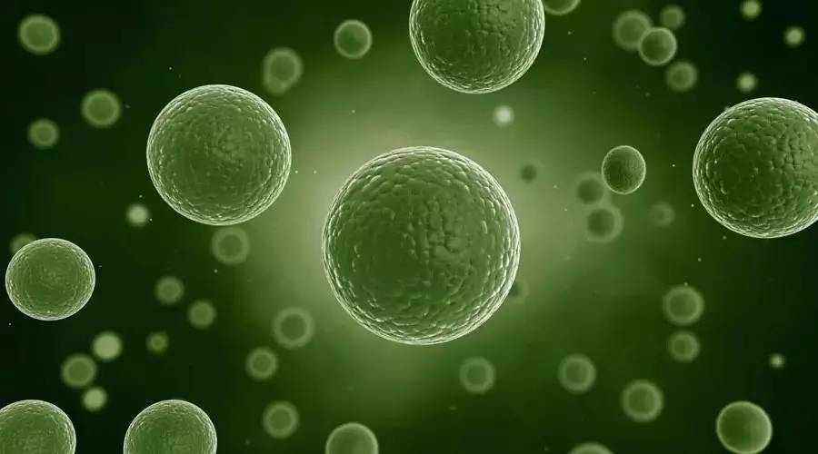 DHA孕妇真的有必要吃吗？食补还是药补？怎么吃？