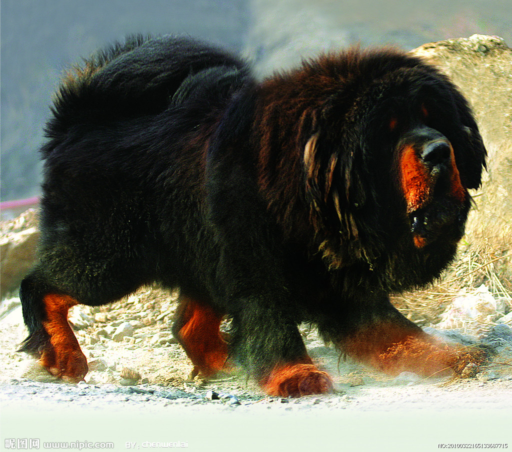 世界名犬排名前十名哪种最易训,十种名犬图及特点介绍