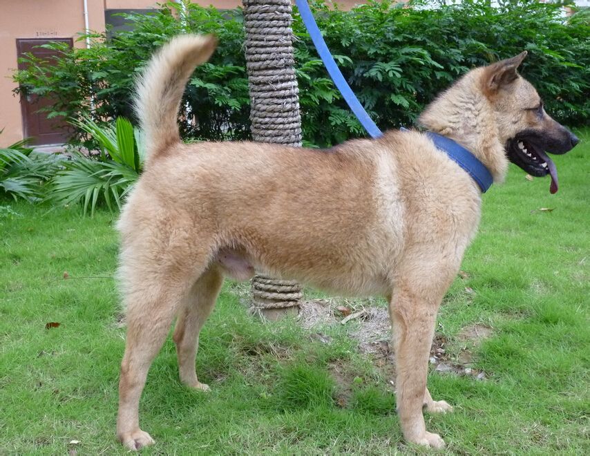 世界名犬排名前十名哪种最易训,十种名犬图及特点介绍