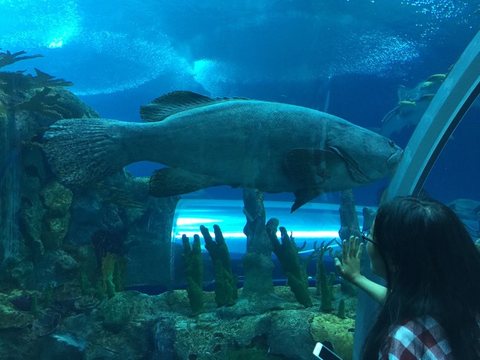 珠海长隆海洋王国游记作文,珠海长隆海洋王国游记