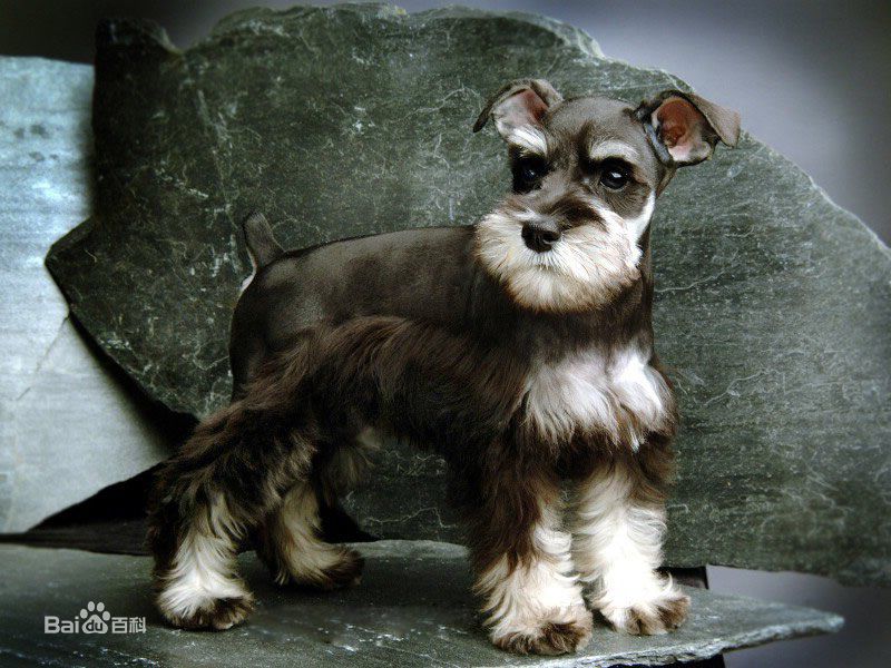 世界名犬排名前十名哪种最易训,十种名犬图及特点介绍