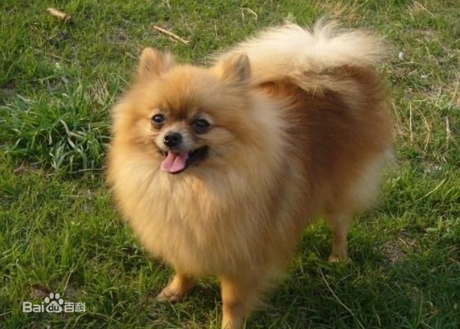 世界名犬排名前十名哪种最易训,十种名犬图及特点介绍