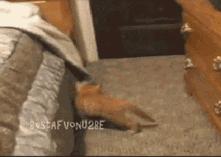 鱼缸养虾视频,鱼缸养大眼贼虾