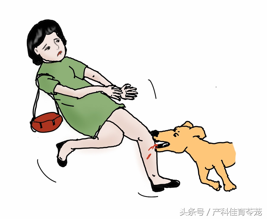 怀孕以后还能养狗吗,怀孕以后还能养狗呗