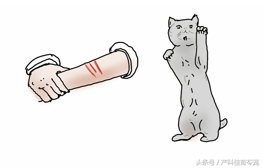 怀孕以后还能养狗吗,怀孕以后还能养狗呗