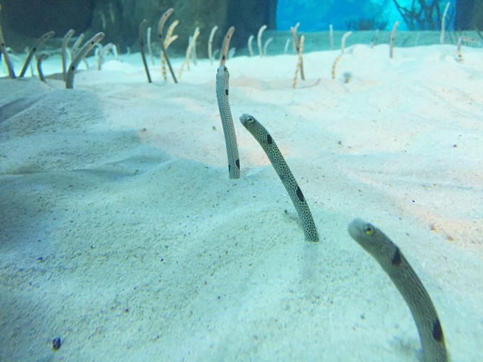 珠海长隆海洋王国游记作文,珠海长隆海洋王国游记