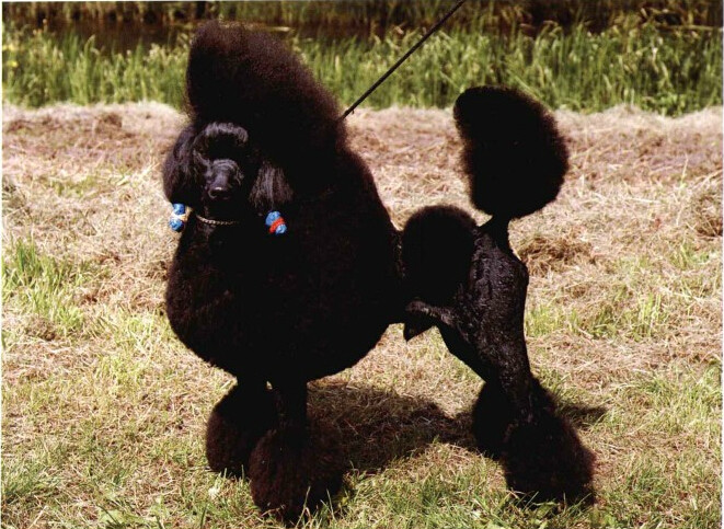 世界名犬排名前十名哪种最易训,十种名犬图及特点介绍