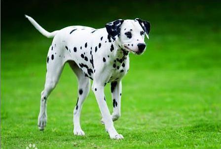 世界名犬排名前十名哪种最易训,十种名犬图及特点介绍