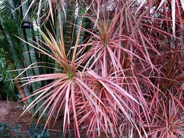 世界最高树是什么树,世界最高的树是啥树