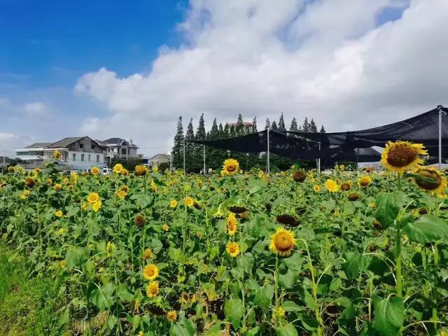 行走山水之间远离城市喧嚣,行走在浙江温州风景