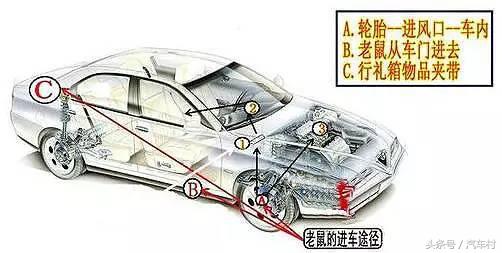 爱车被动物入侵怎么办,爱车遭小猫破坏