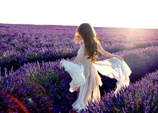 如何养护清新百搭的薰衣草小盆栽,盆栽薰衣草枯萎了怎么救活呢图片