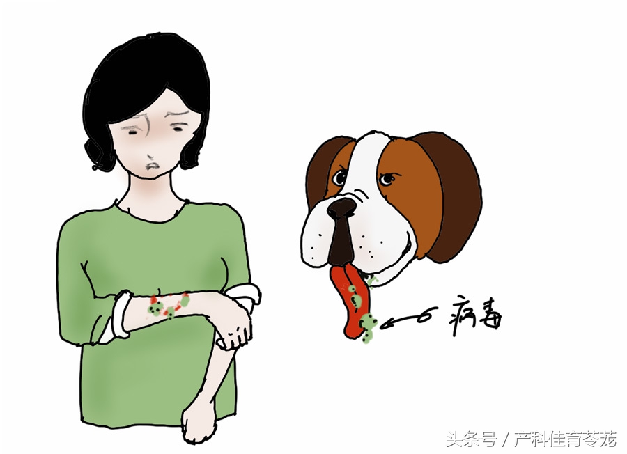 怀孕以后还能养狗吗,怀孕以后还能养狗呗