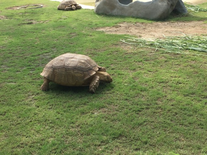 珠海长隆海洋王国游记作文,珠海长隆海洋王国游记