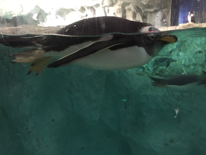 珠海长隆海洋王国游记作文,珠海长隆海洋王国游记