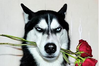 世界名犬排名前十名哪种最易训,十种名犬图及特点介绍