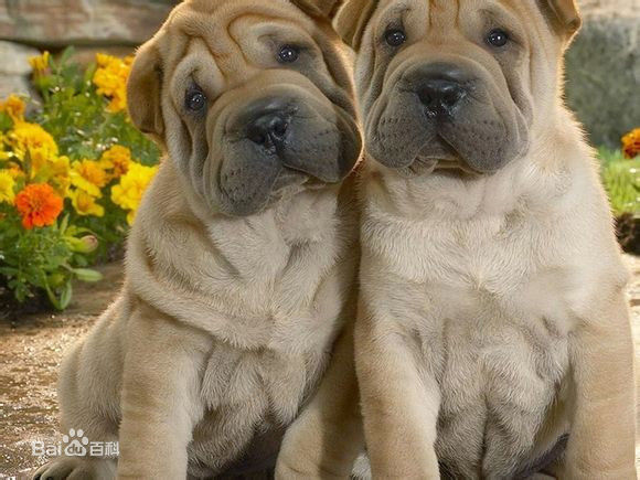 世界名犬排名前十名哪种最易训,十种名犬图及特点介绍