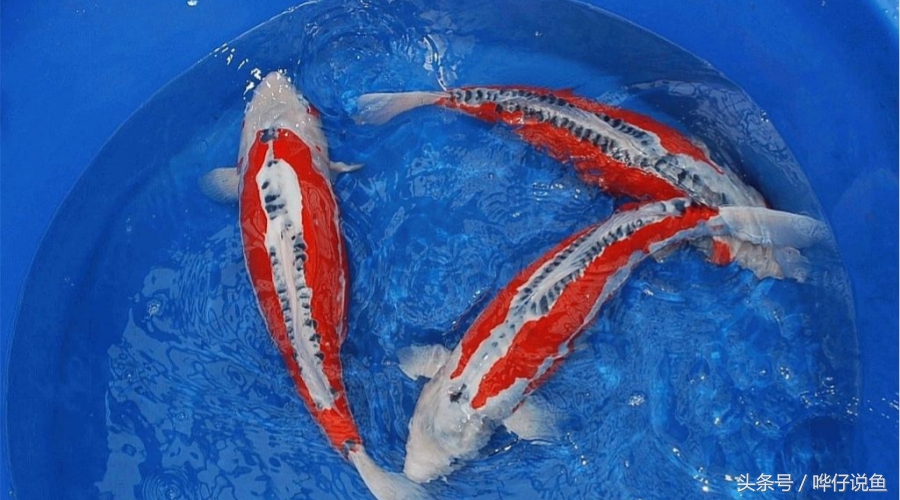 小观赏鱼怎么养才能活得长久,养观赏鱼技术教程视频