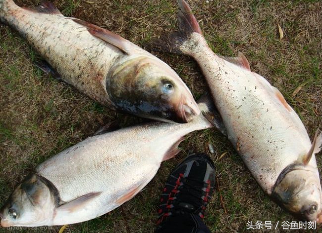 钓鱼小药也应灵活掌握,教你一个实用的钓鱼小药