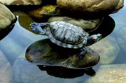 腰围超过多少会导致疾病,腰围超标会引起什么疾病