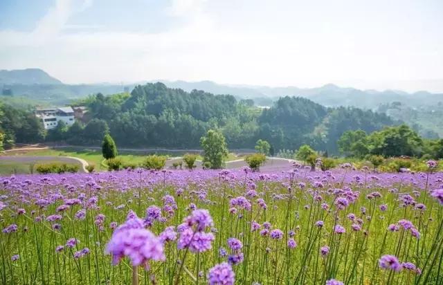 川渝黔避暑农家乐排行榜,重庆避暑农家乐包吃住