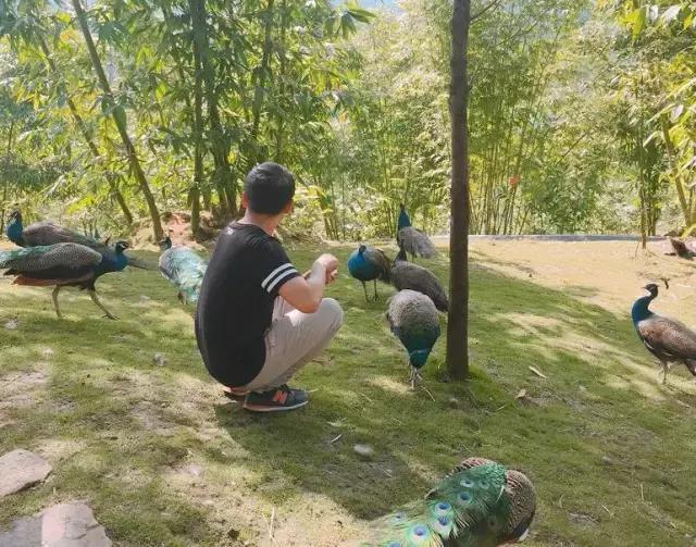 川渝黔避暑农家乐排行榜,重庆避暑农家乐包吃住