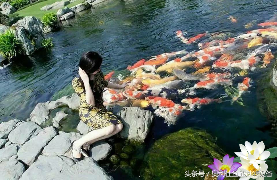 不会撩妹的锦鲤，不是一条好锦鲤！