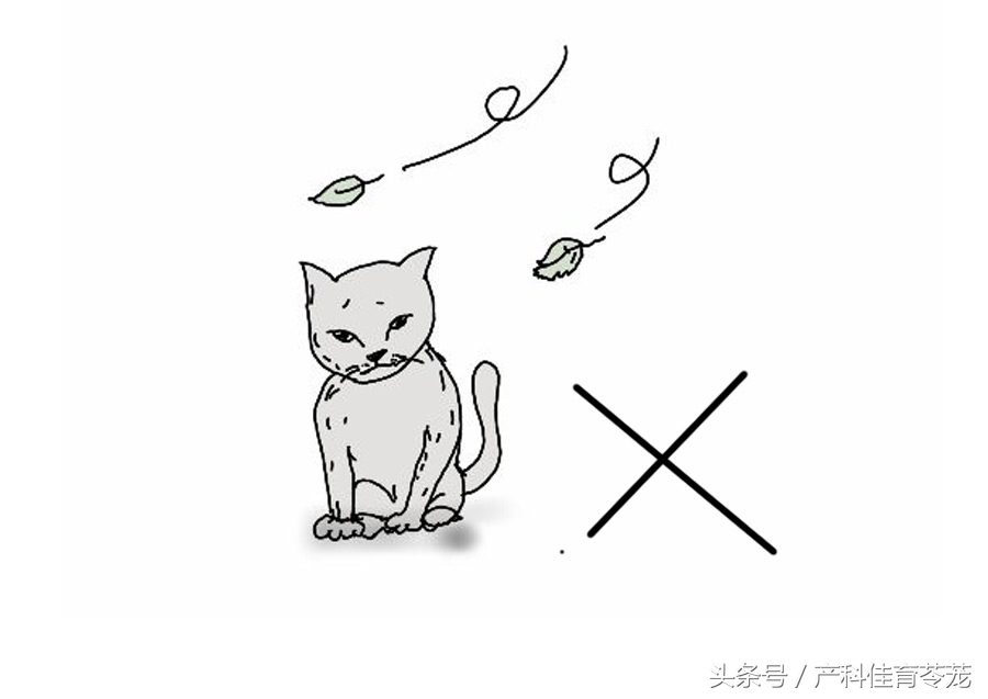 怀孕以后还能养狗吗,怀孕以后还能养狗呗