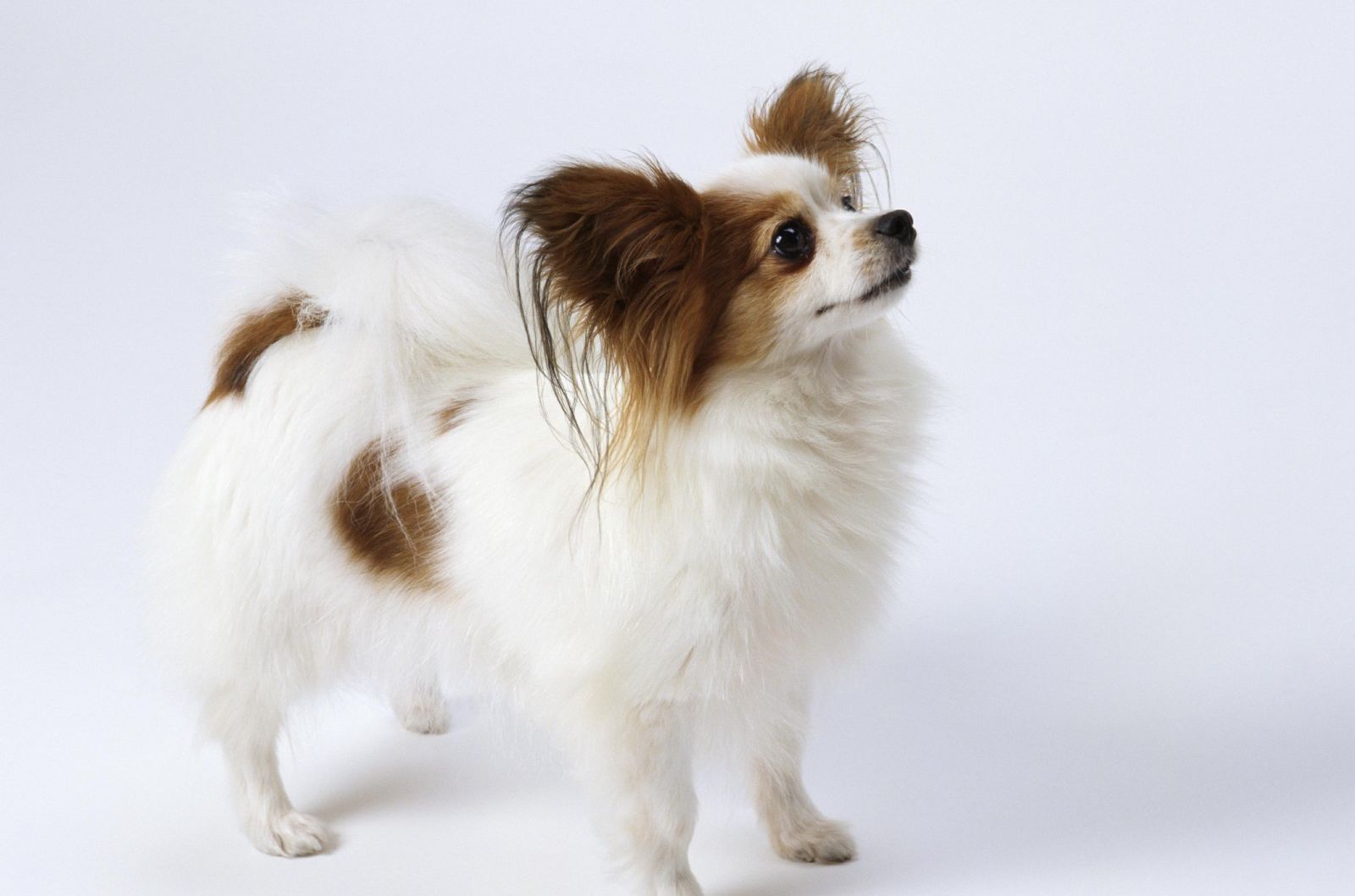 世界名犬排名前十名哪种最易训,十种名犬图及特点介绍