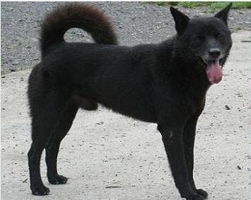 世界名犬排名前十名哪种最易训,十种名犬图及特点介绍