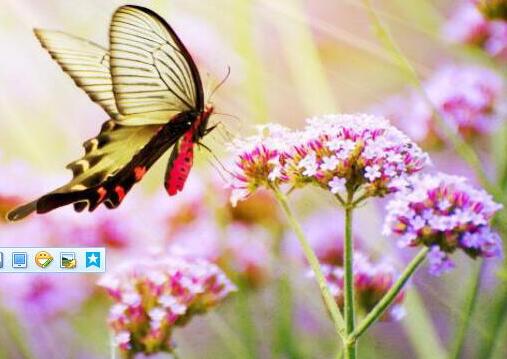 如何养护清新百搭的薰衣草小盆栽,盆栽薰衣草枯萎了怎么救活呢图片