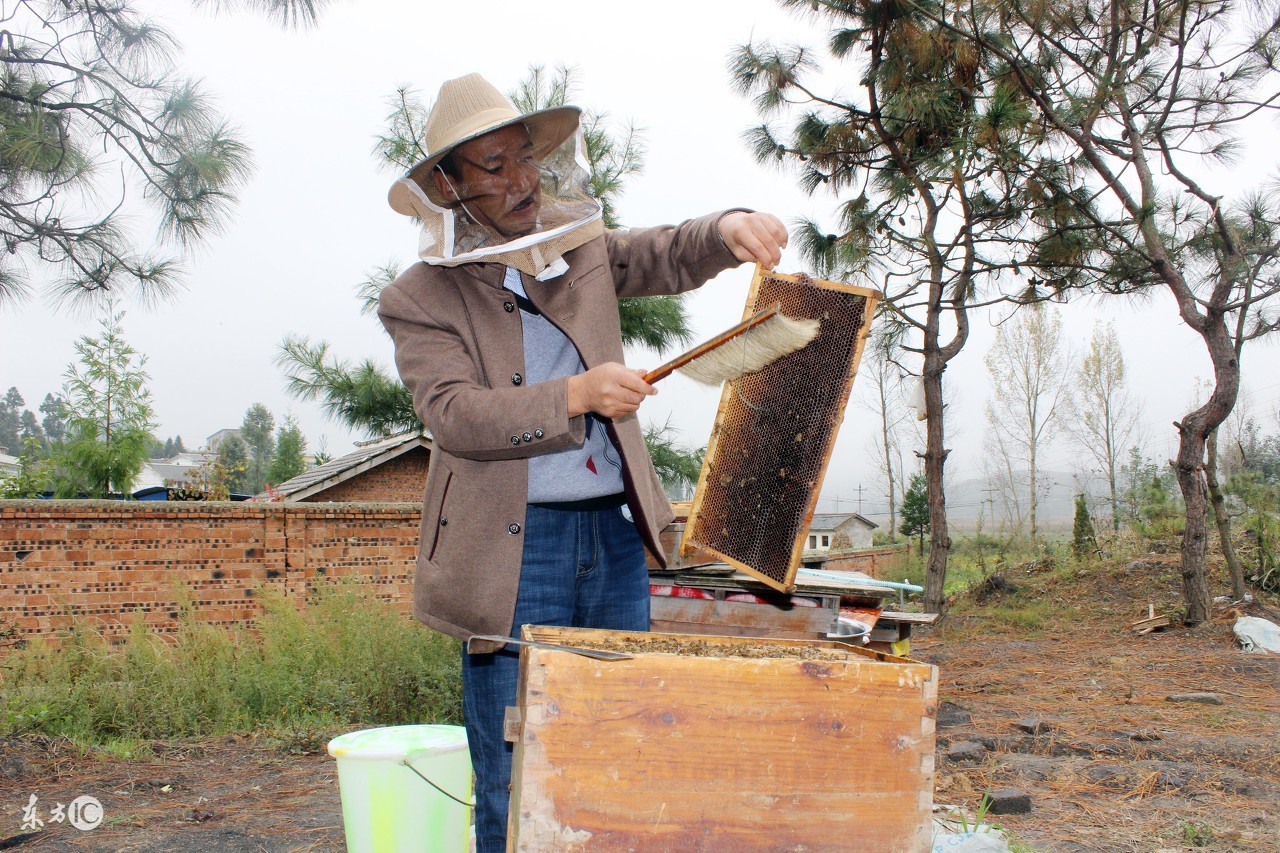 蜜蜂养殖技术新手养殖蜜蜂必读,蜜蜂夏季怎么繁殖