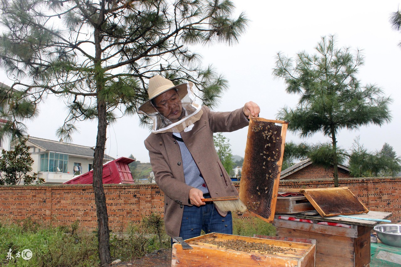蜜蜂养殖技术新手养殖蜜蜂必读,蜜蜂夏季怎么繁殖