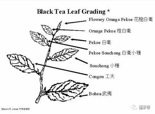 祁红的产生有什么讲究,哪款祁红正宗