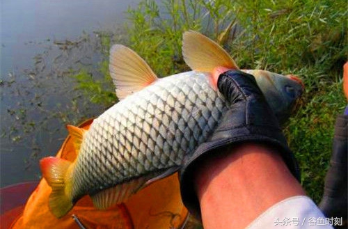 钓鱼小药也应灵活掌握,教你一个实用的钓鱼小药