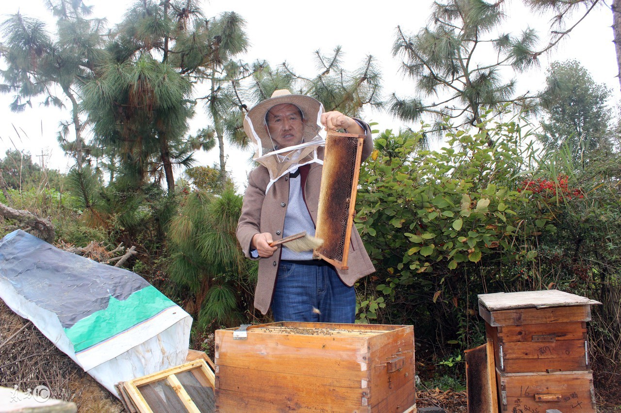 蜜蜂养殖技术新手养殖蜜蜂必读,蜜蜂夏季怎么繁殖