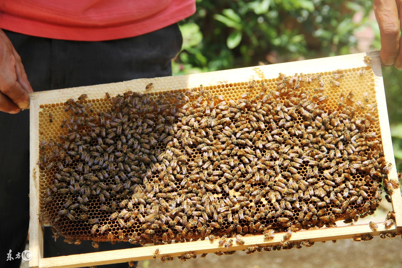 蜜蜂养殖技术新手养殖蜜蜂必读,蜜蜂夏季怎么繁殖