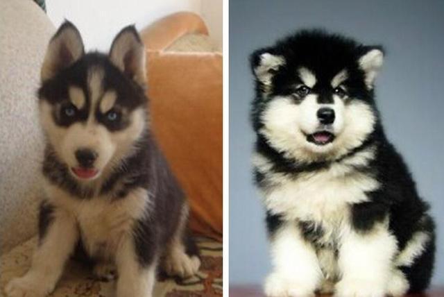 战狼2最后导弹发射彩蛋,战狼2片尾彩蛋的猜想