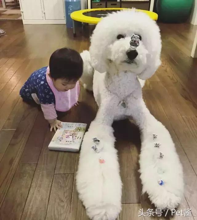 两个月的巨型贵宾犬,七个月大的巨型贵宾犬