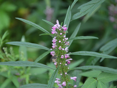 用益母草泡水喝有什么好处,用嫩益母草煮水喝有什么作用