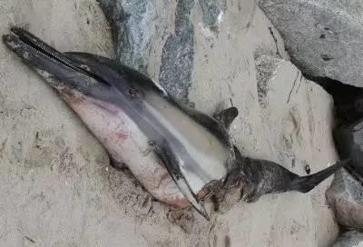 虎鲸和海豚打得赢鲨鱼吗,巨齿鲨打得过巨型虎鲸吗