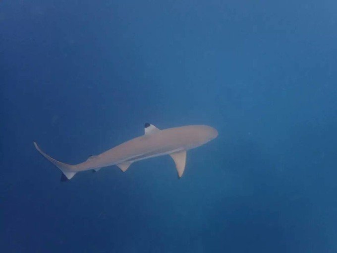 看鲨鱼，玩泥巴，看男人穿婚纱，带你看不一样的帕劳