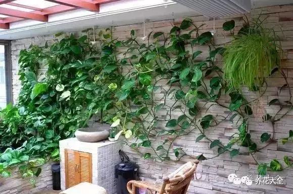 小小的绿萝，竟然完爆你家其他花，甩出十条街都不止！