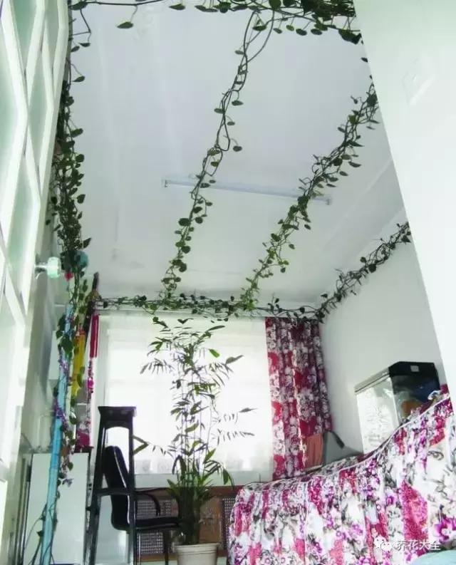 小小的绿萝，竟然完爆你家其他花，甩出十条街都不止！