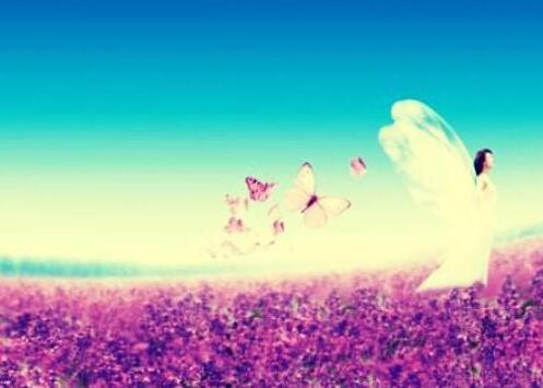 如何养护清新百搭的薰衣草小盆栽,盆栽薰衣草枯萎了怎么救活呢图片