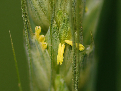 农民常见植物有哪些,农村常见的植物科普