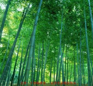 农民常见植物有哪些,农村常见的植物科普