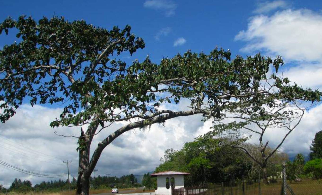 世界最高树是什么树,世界最高的树是啥树