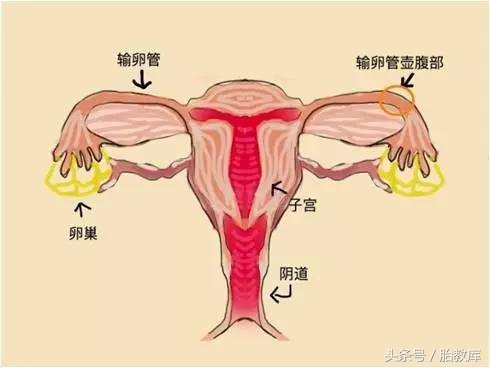 刚发现怀孕胎儿什么样,明明怀孕却查不出胎儿