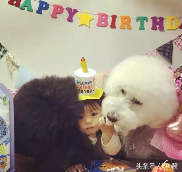 两个月的巨型贵宾犬,七个月大的巨型贵宾犬